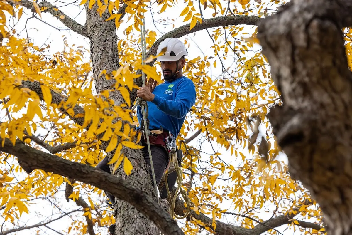 Skilled Emergency Tree Service crew working in Stanley